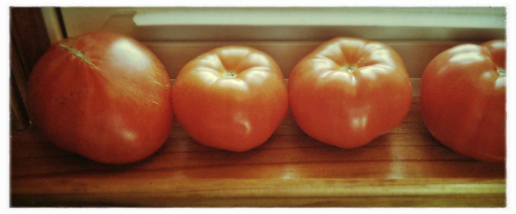 Some Vine Ripened Tomatoes