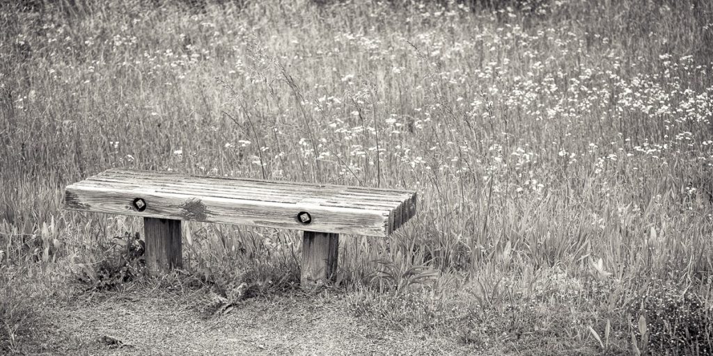 Black and White Spring Time - Bench - Photo