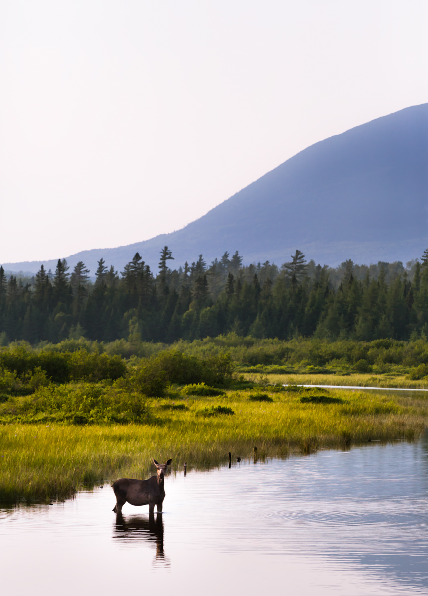 Portrait Of A Moose, Moose, River, Maine