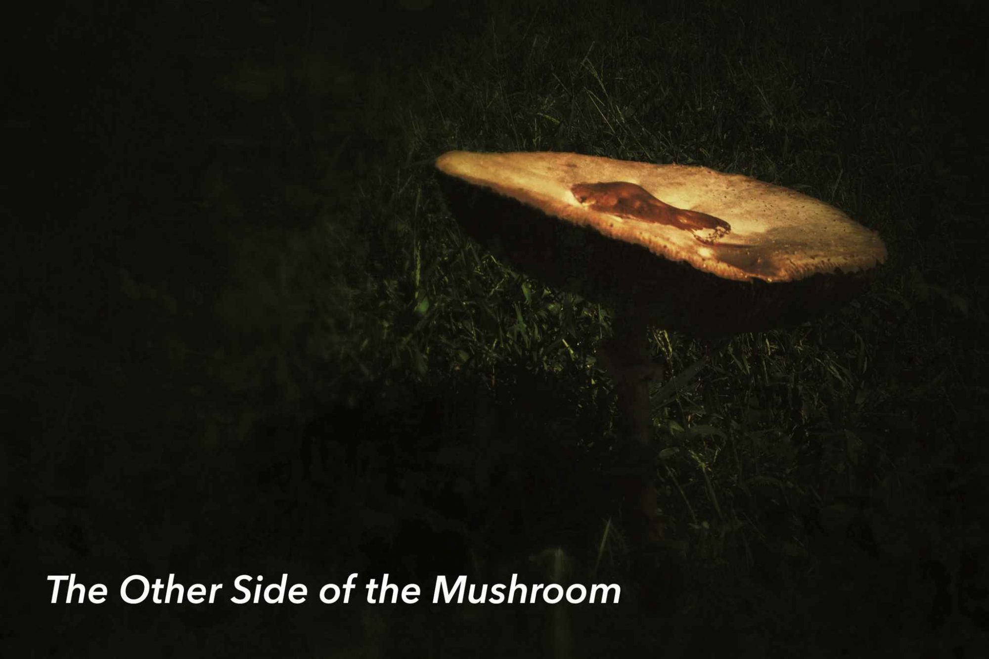 There are always two sides to a mushroom...